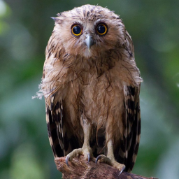 Pocket profile picture